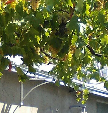 Central * Σίμπενικ